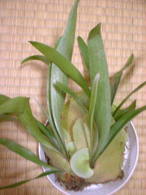 Elkhorn Fern
